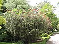 Callistemon linearifolius