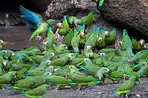 Cobalt-winged Parakeets (Brotogeris cyanoptera)