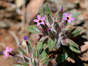 Collomia diversifolia 2.jpg