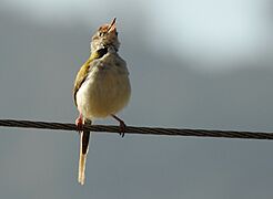 CommonTailorbird DSCN8947