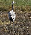 Common Crane AMSM6923 CCRA