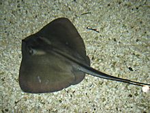 Common stingray tynemouth