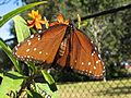 Danaus gilippus at Asclepias curassavica03