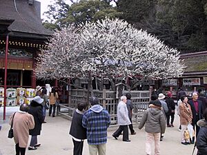 Dazaifu Tenmangu Plum Tree 2004-03-07