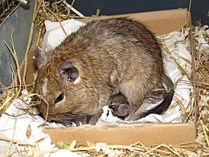 Degu father