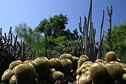 Desert garden.JPG