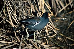 Gallinula galeata NBII.jpg