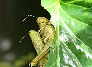 Giant Valanga Pair