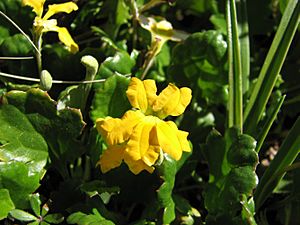 Goodenia hederacea subsp. alpestris