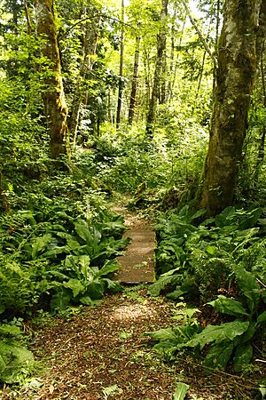 Grandon Creek foot bridge