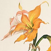 Hippeastrum striatum