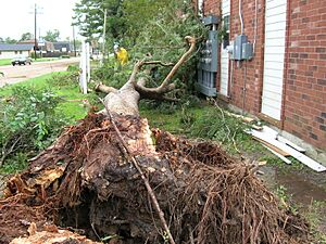 Hurricane Humberto 2007 tree damage