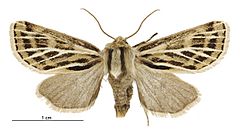 Ichneutica nervosa female.jpg