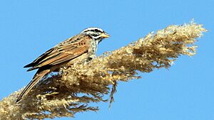 Israel. Striolated bunting (15356301994).jpg