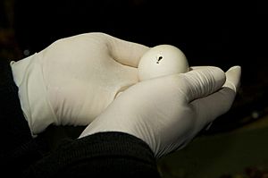 Kakapo egg hatching