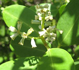 Laguncularia racemosa flowers