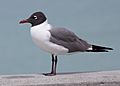 Laughing-gull