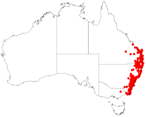 Leptospermum trinerviumDistA85.png