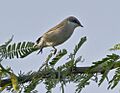 Lesser Whitethroat at Rajkot (2)