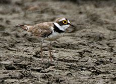 Little Ringed Plover (Charadrius dubius) W IMG 0104