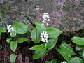 Maianthemum canadense