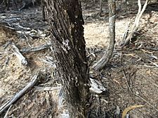 Melaleuca spicigera (bark)