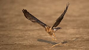 Pallid harrier in LRK 01