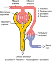 Physiology of Nephron