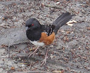 Pipilo maculatus in Stanley Park