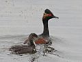 Podiceps nigricollis IMG 4467