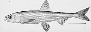 Pond smelt illustration.jpg