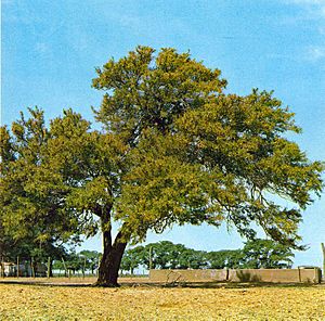 Prosopis algarrobilla