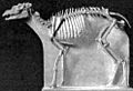 Protoceras skeleton