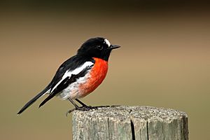 Scarlet Robin 0401.jpg