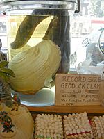 Seattle - Curiosity Shop geoduck 01A