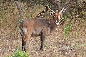 Sing-sing waterbuck (Kobus ellipsiprymnus unctuosus)