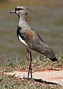 Southern Lapwing (Vanellus chilensis) (9610083658).jpg