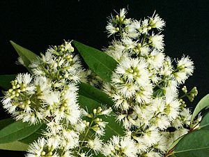 Syzygium gratum flowers