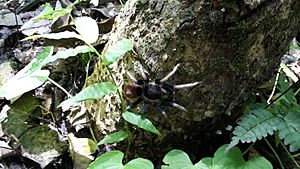 Tarántula en Bosque Cerro Blanco, Ecuador