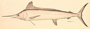 Tetrapturus albidus