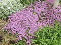 Thymus serpyllum flowering plants