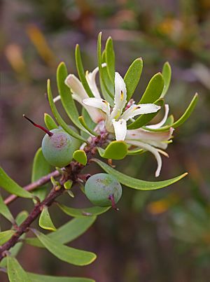 Unidentified Plant 4238.jpg