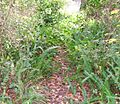 Wild Boston fern02