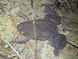 Xenopus muelleri 40515128.jpg