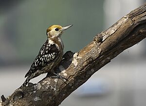 Yellow-crowned Woodpecker AMSM6723