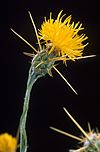 Yellow star thistle.jpg