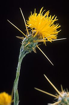 Yellow star thistle