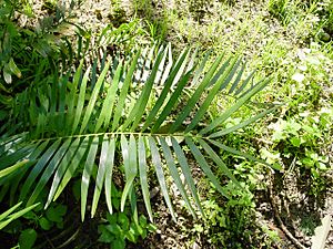 Zamia integrifolia02.jpg