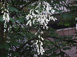 கெண்டகி மஞ்ச்சள் மரப்பூச்சரம் Yellowwood flower.jpg