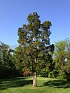 2014-05-13 08 32 55 Eastern Red Cedar at South Riding Golf Club in South Riding, Virginia.JPG